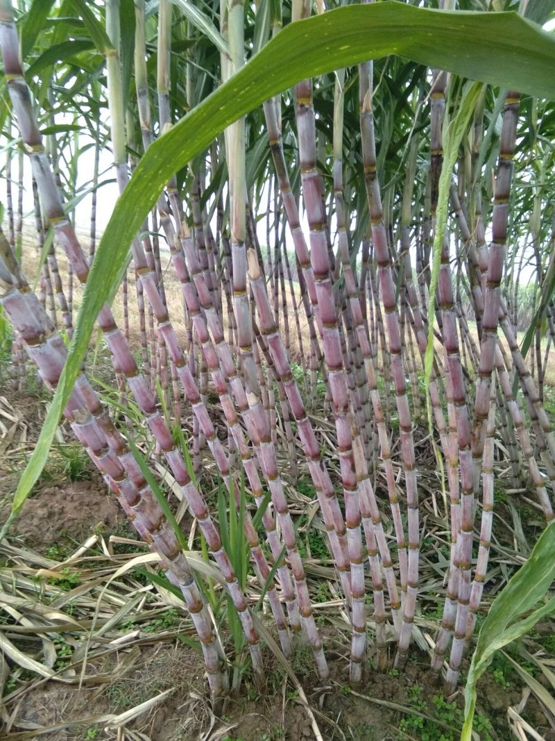 青皮甘庶