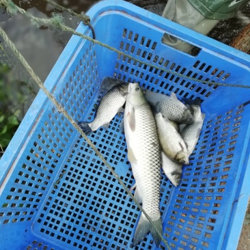 淡水鱼类