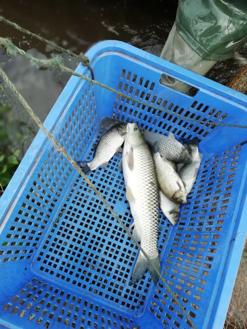 淡水鱼类