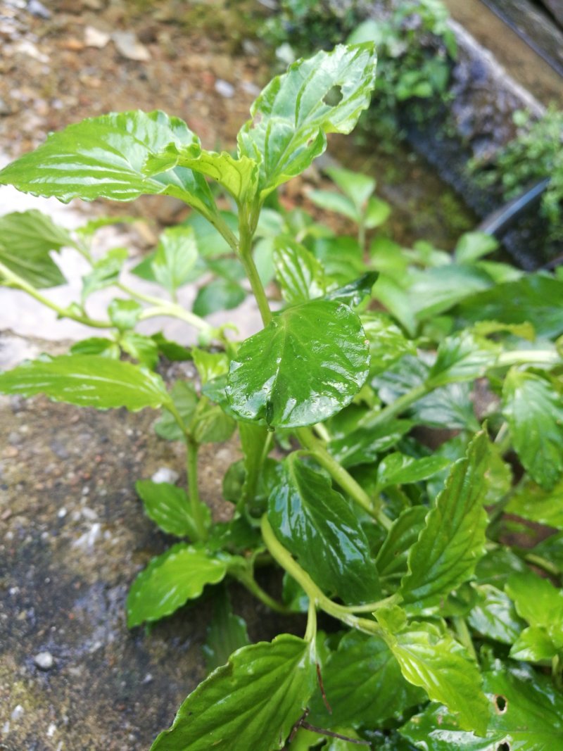 灵香草，广西金秀大瑶山