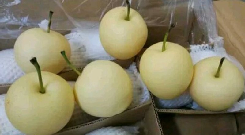 砀山梨，皇冠梨，纸袋6两以上，进库，也支持外贸定单发货