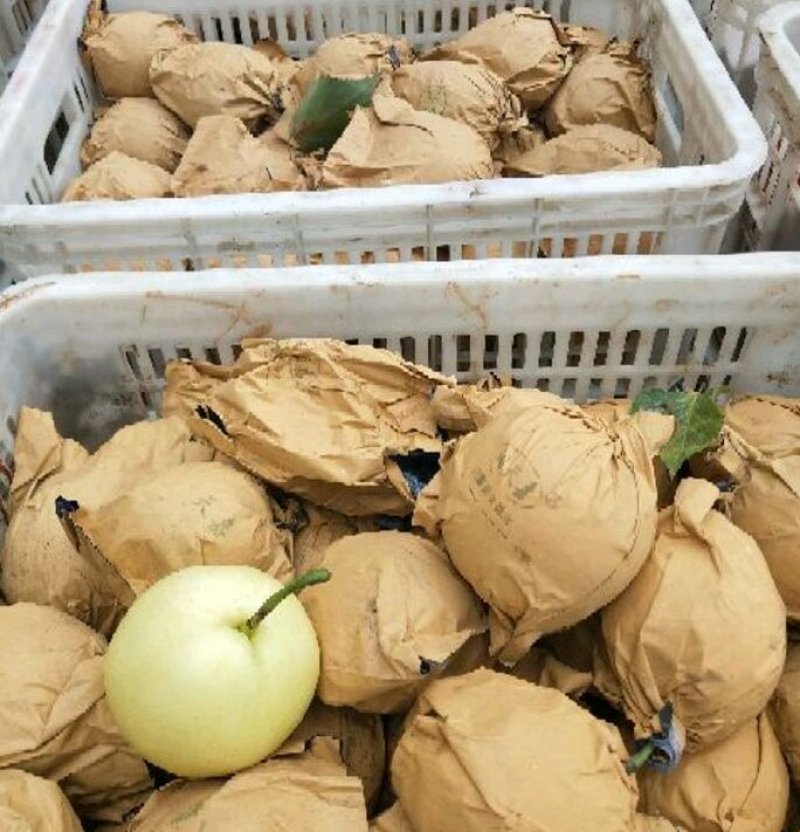 砀山梨，皇冠梨，纸袋6两以上，进库，也支持外贸定单发货