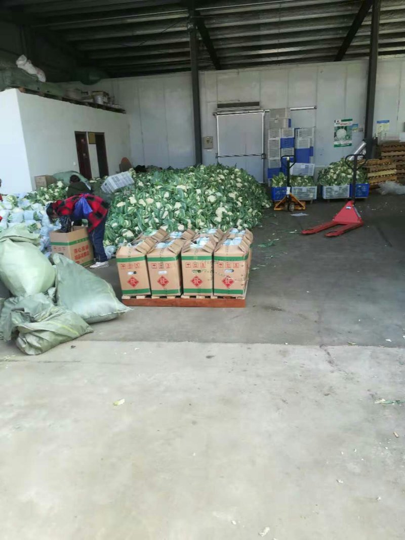 《精品》松花/实花，欢迎采购，货源充足，质量可靠