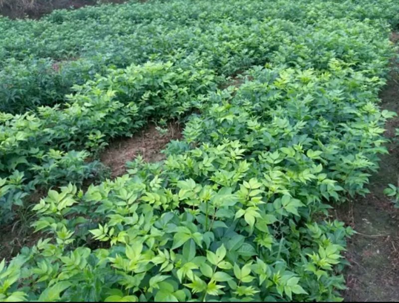 吴茱萸