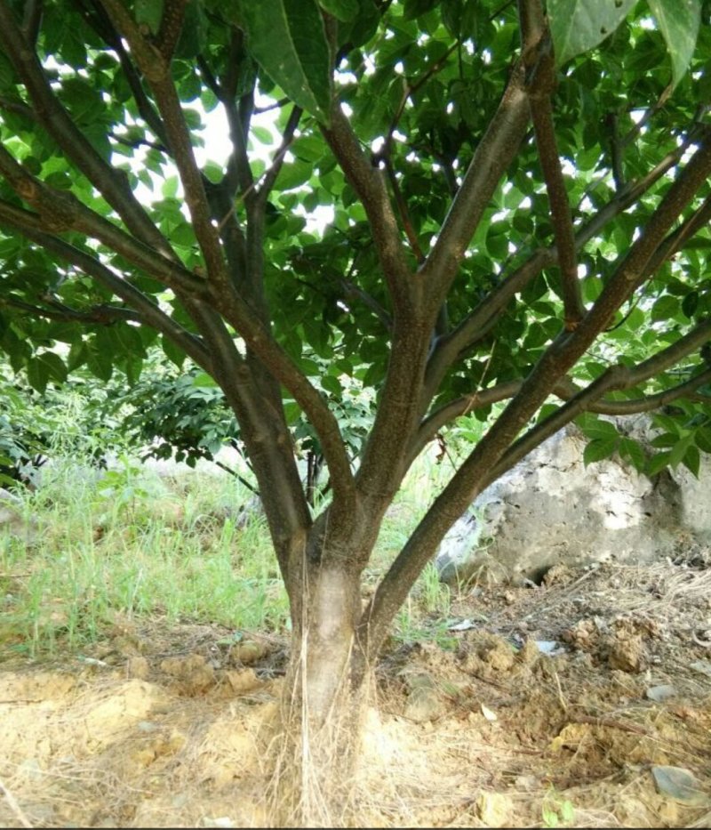 吴茱萸