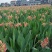 花卉种苗