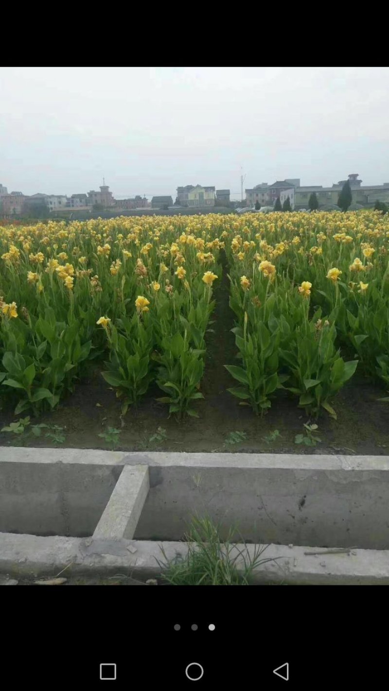 花卉种苗