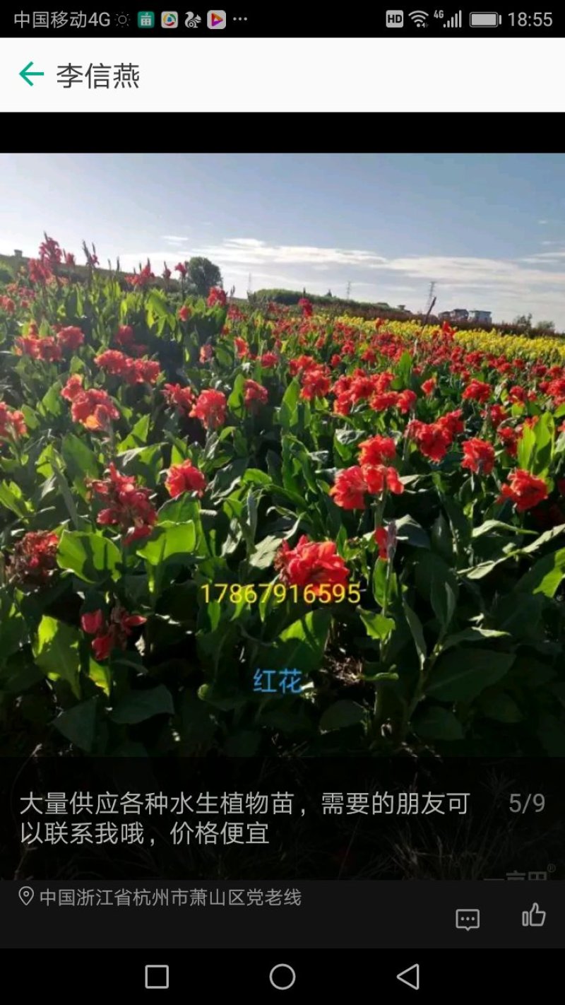 花卉种苗