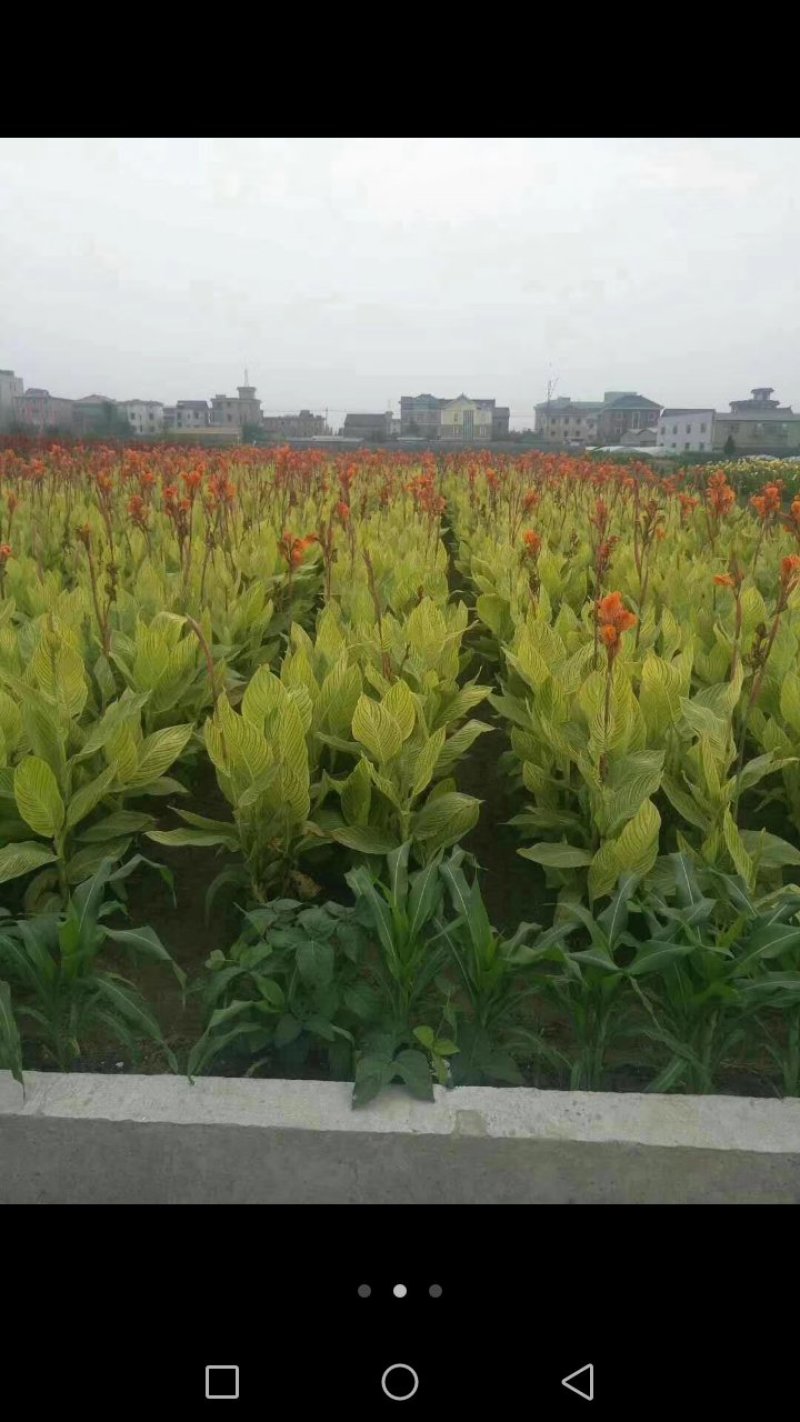 花卉种苗