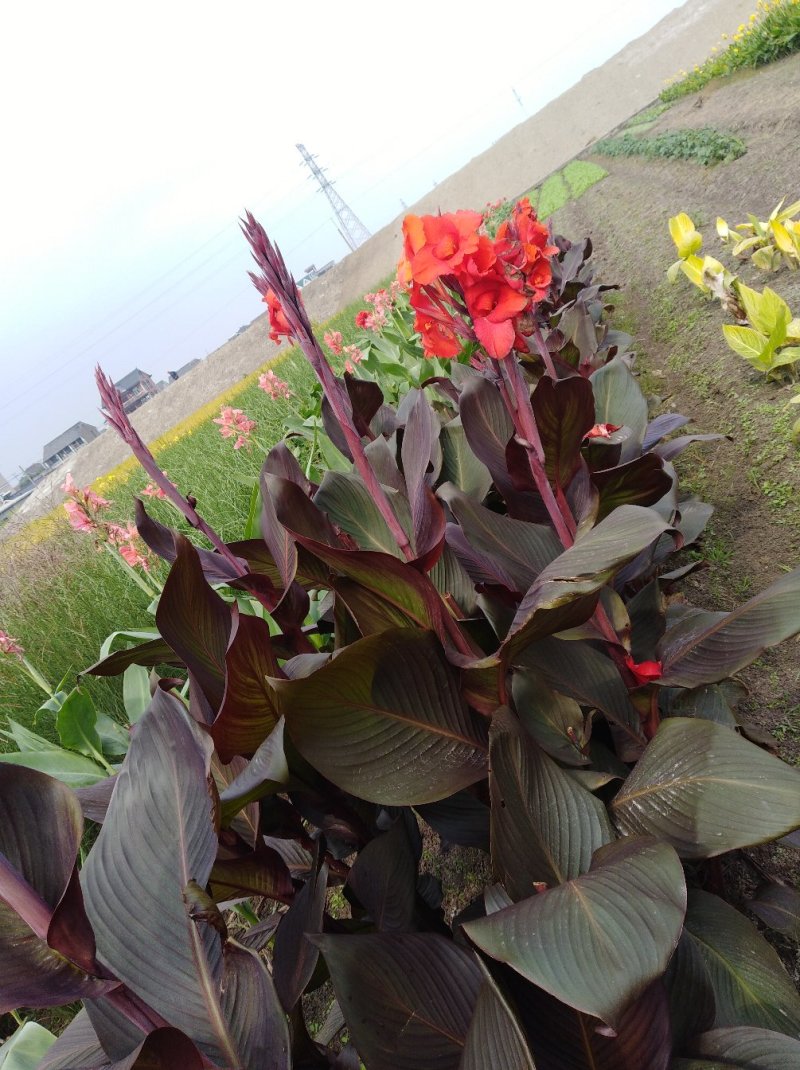 花卉种苗