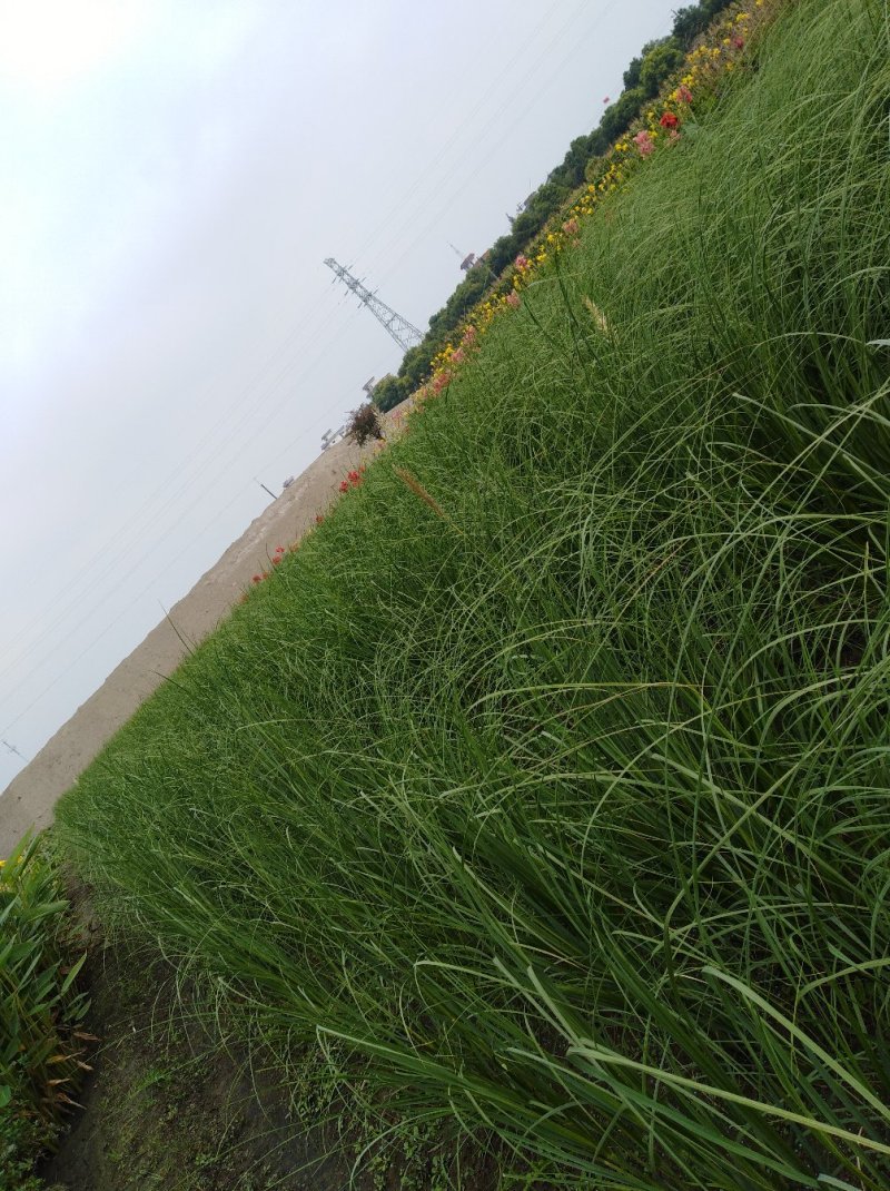 花卉种苗