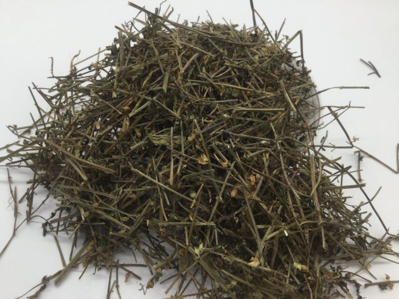 半枝莲，中药材半枝莲