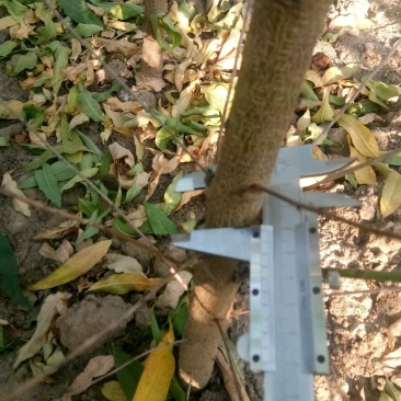桃树苗！毛桃苗各规格齐全！嫁接绿化占地土球裸根均可，