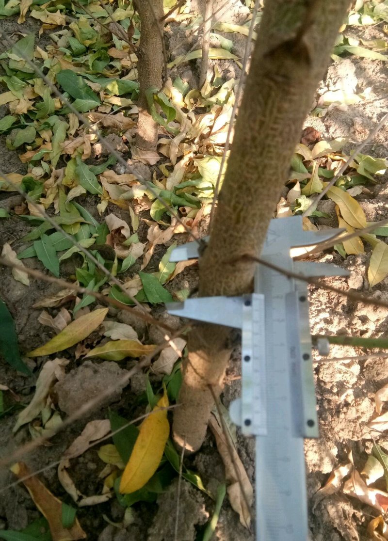 桃树苗！毛桃苗各规格齐全！嫁接绿化占地土球裸根均可，