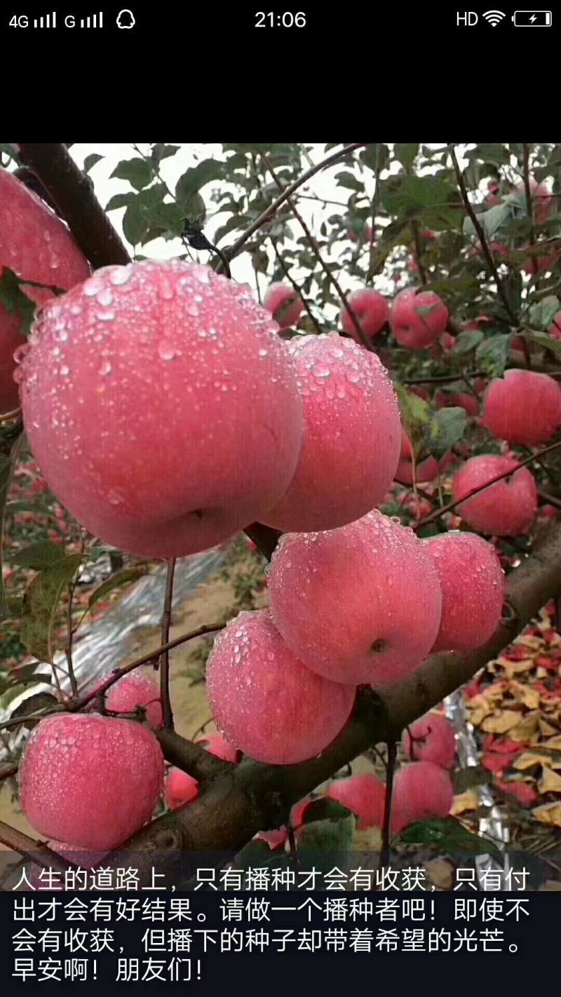 陕西洛川苹果