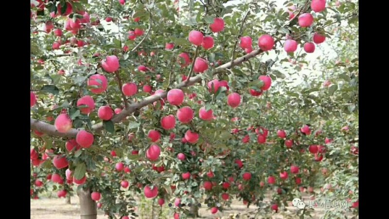 陕西洛川苹果