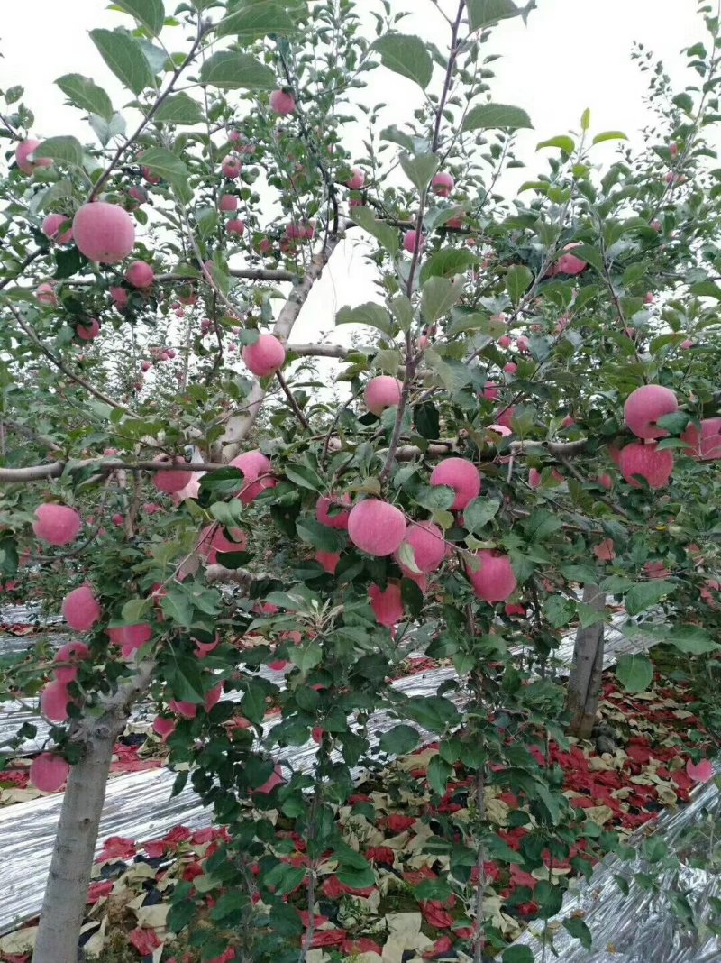 陕西洛川苹果