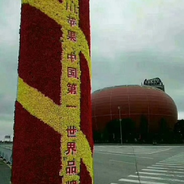 陕西洛川苹果