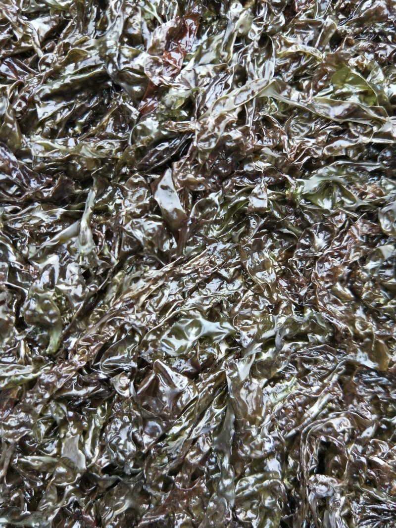 有机头水紫菜，头茬干紫菜