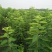 美早，齐早大樱桃苗大型果，汁液丰富风味甜，耐贮运口感好