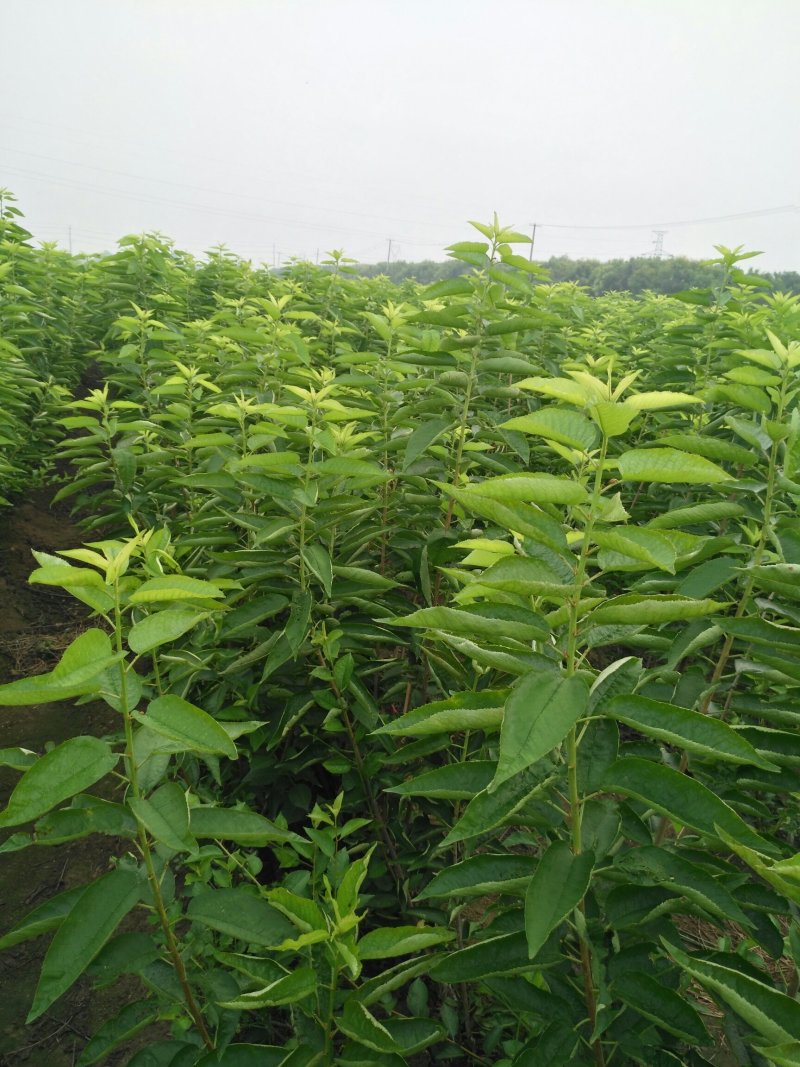 美早，齐早大樱桃苗大型果，汁液丰富风味甜，耐贮运口感好