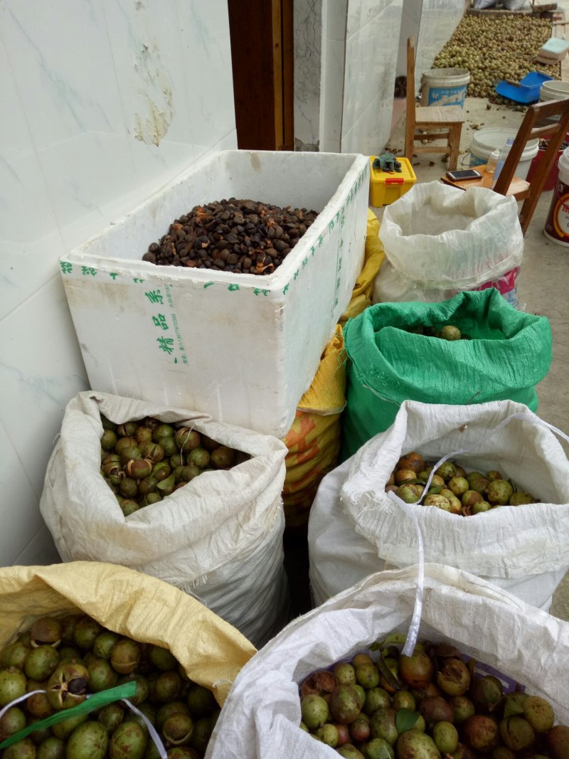 纯天然茶籽油手工剥粒天然晾晒