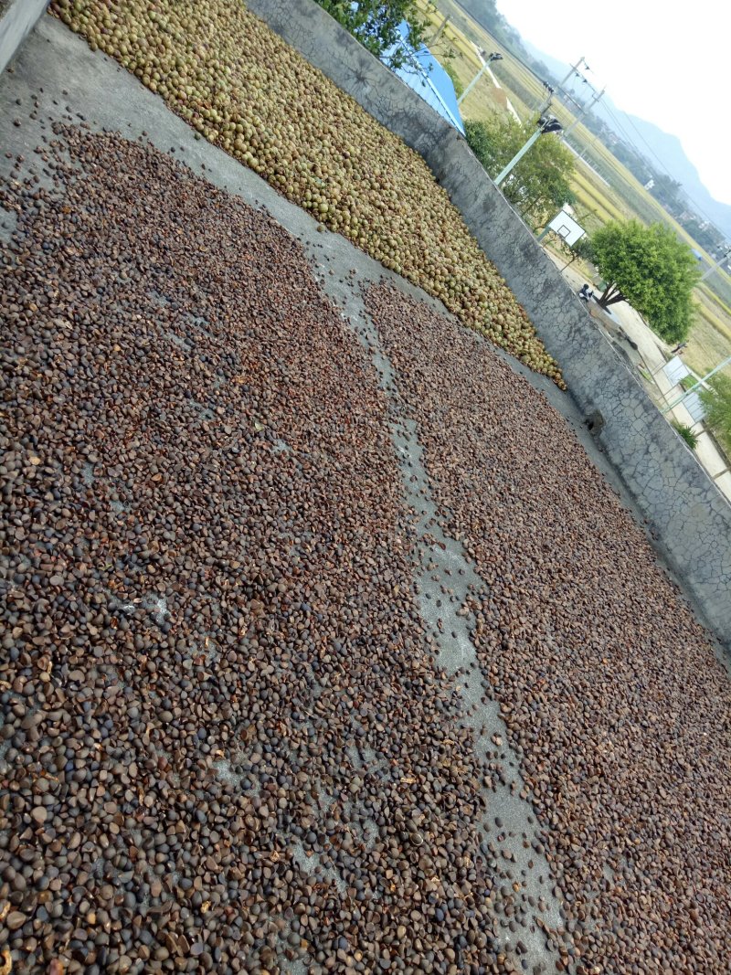 纯天然茶籽油手工剥粒天然晾晒