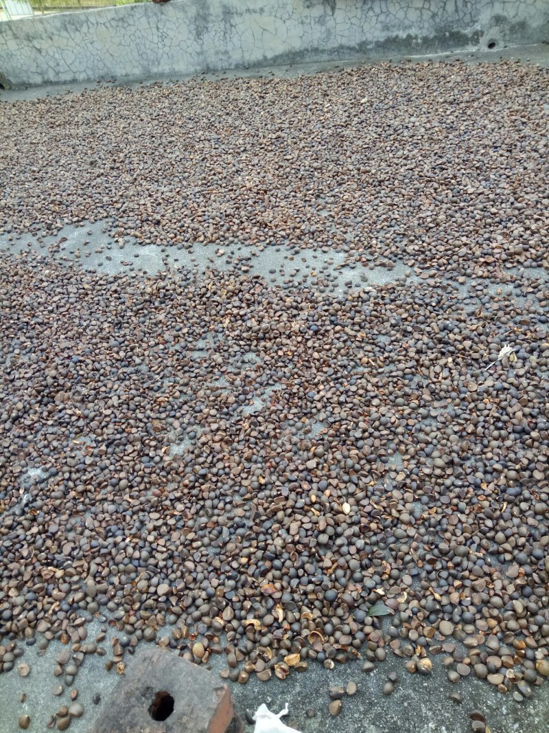 纯天然茶籽油手工剥粒天然晾晒