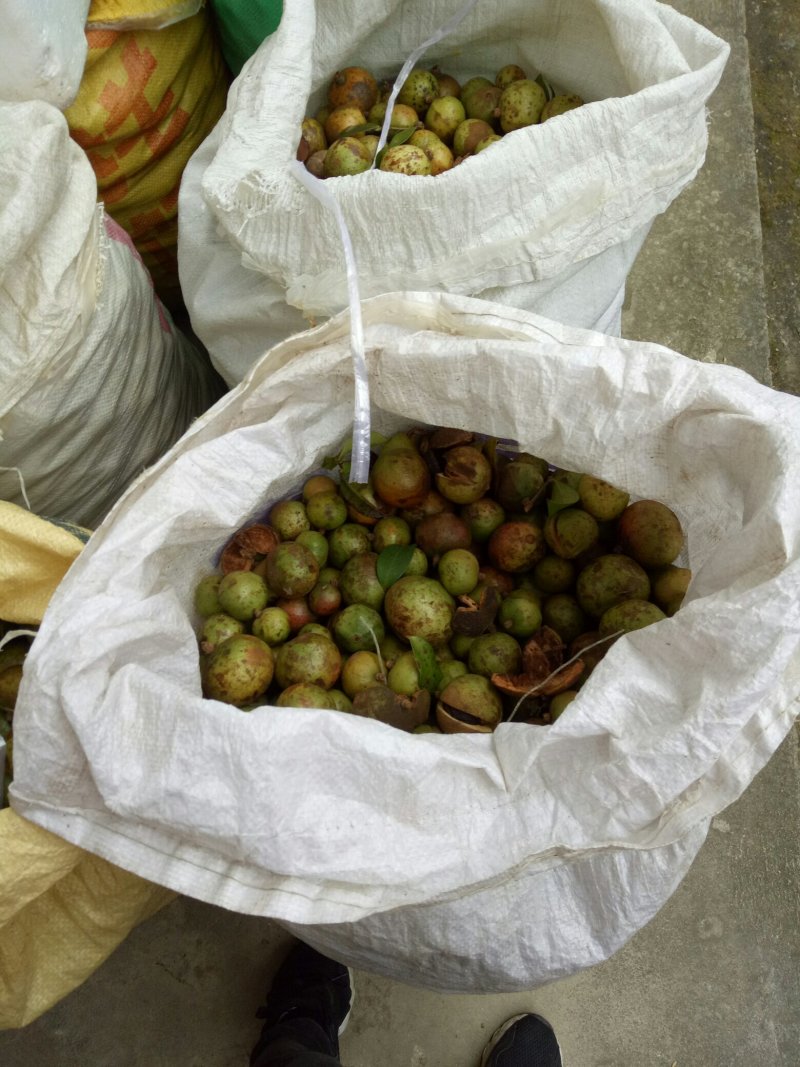 纯天然茶籽油手工剥粒天然晾晒