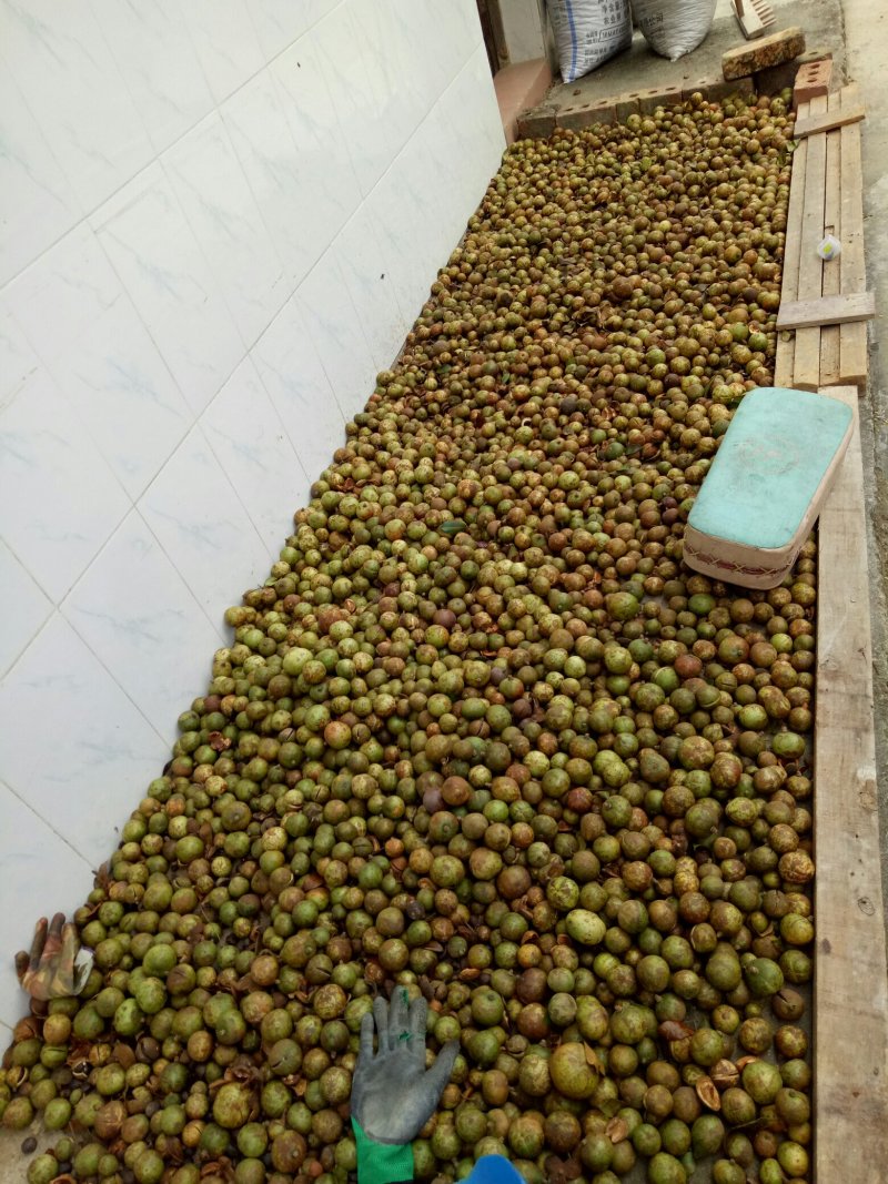 天然山茶油