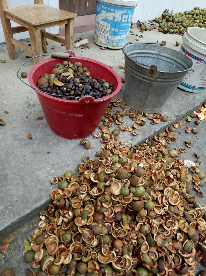 天然山茶油