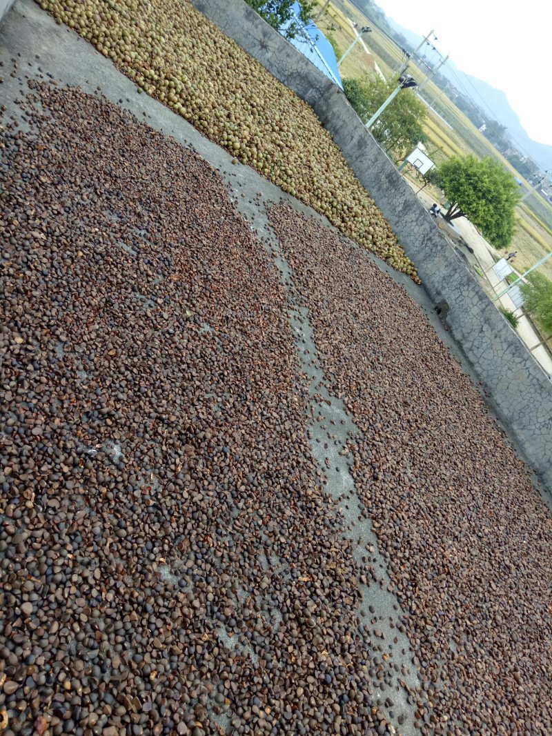 天然山茶油