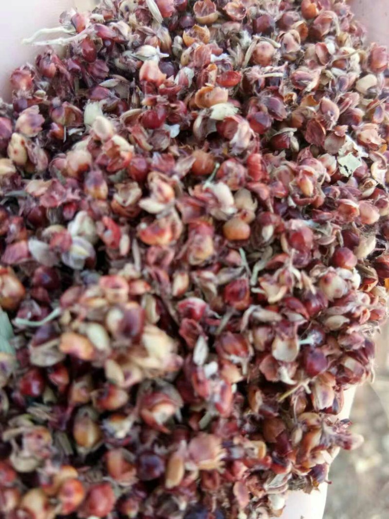 赤峰除尘高粱壳，产地直发，质量保证可视频看货