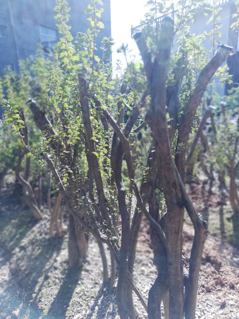 杜鹃