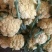 菜花2毛一2毛5分每斤