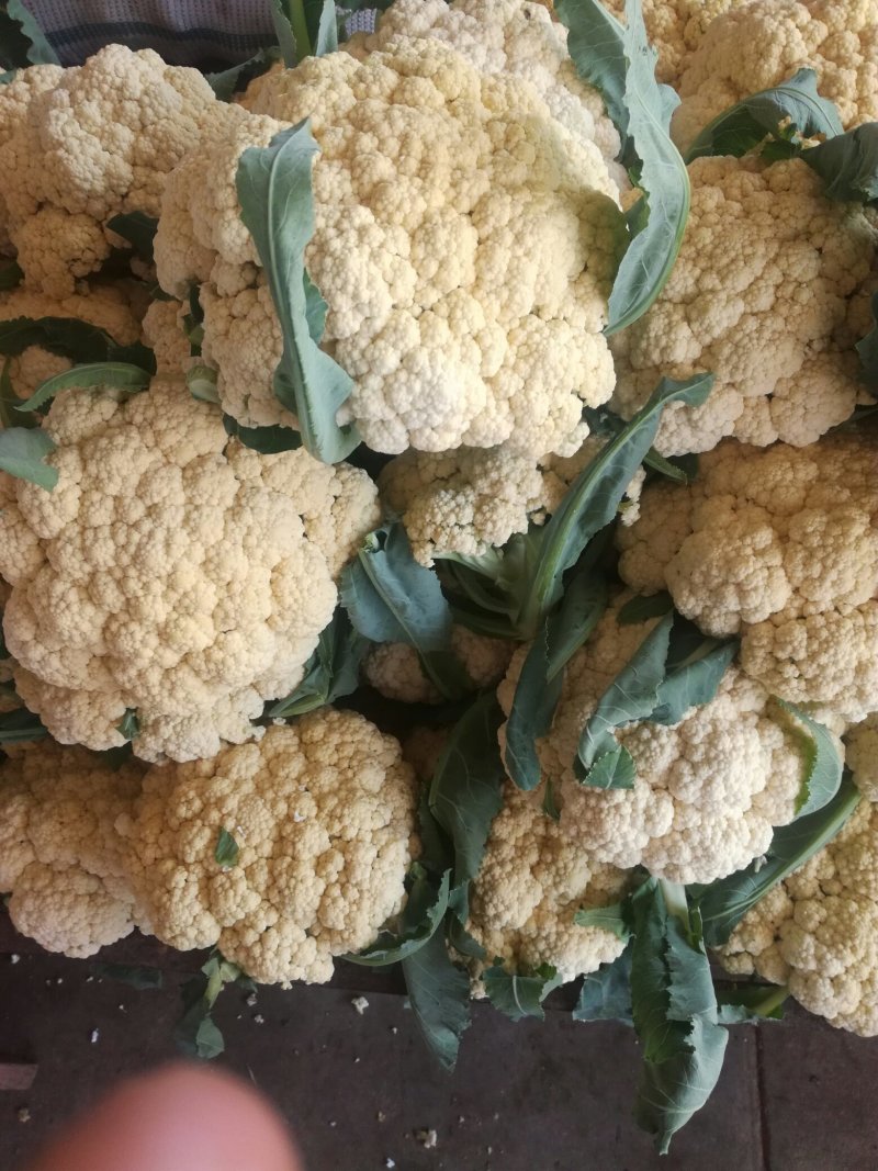 菜花2毛一2毛5分每斤