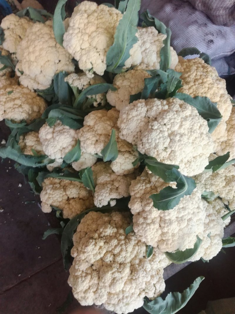 菜花2毛一2毛5分每斤