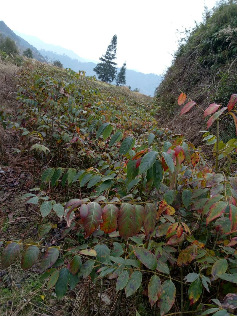 钩藤苗钩藤种苗金钩苗