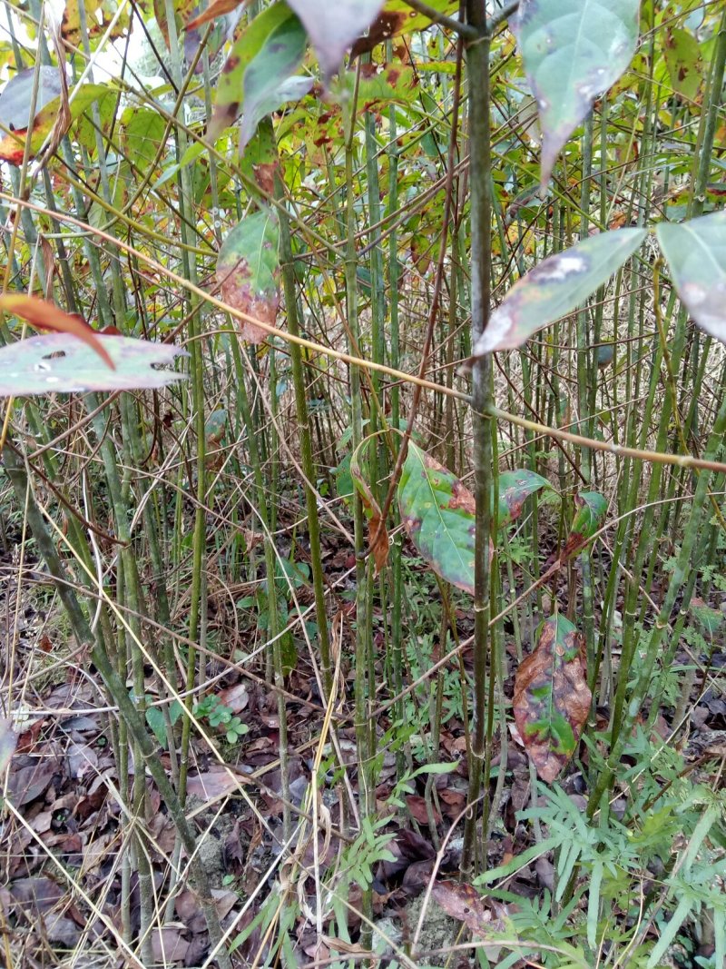 钩藤苗钩藤种苗金钩苗