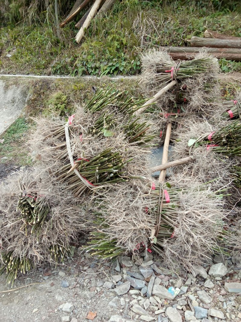 钩藤苗钩藤种苗金钩苗