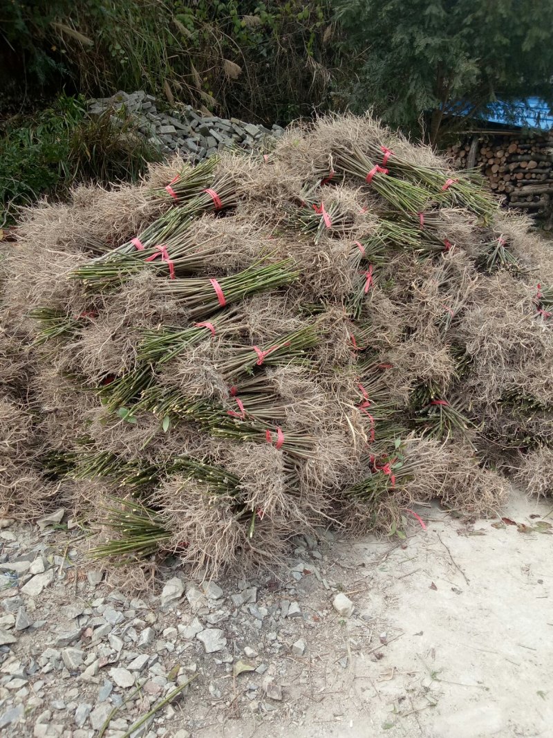 钩藤苗钩藤种苗金钩苗