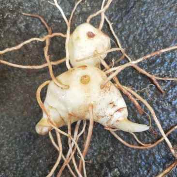 滇黄精