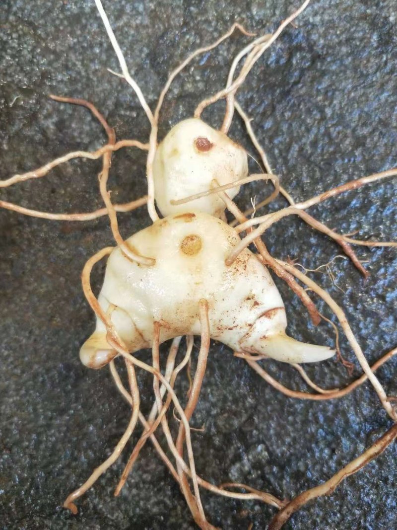 滇黄精