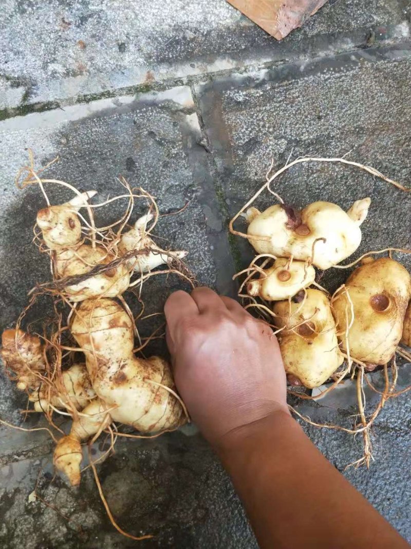 滇黄精