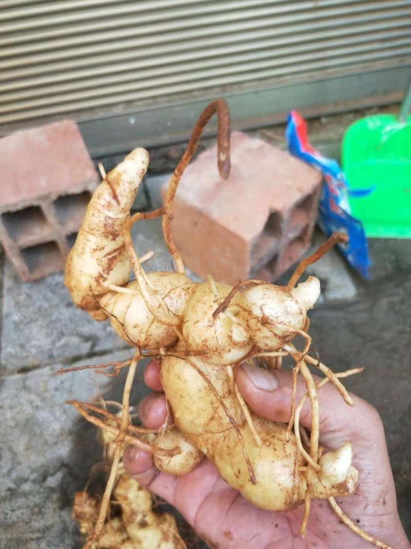滇黄精