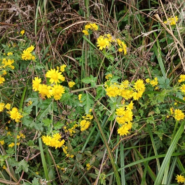 贵州高山野菊花