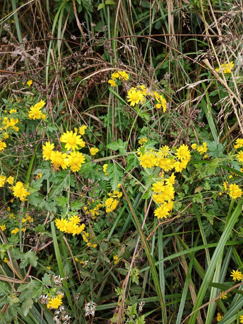 贵州高山野菊花