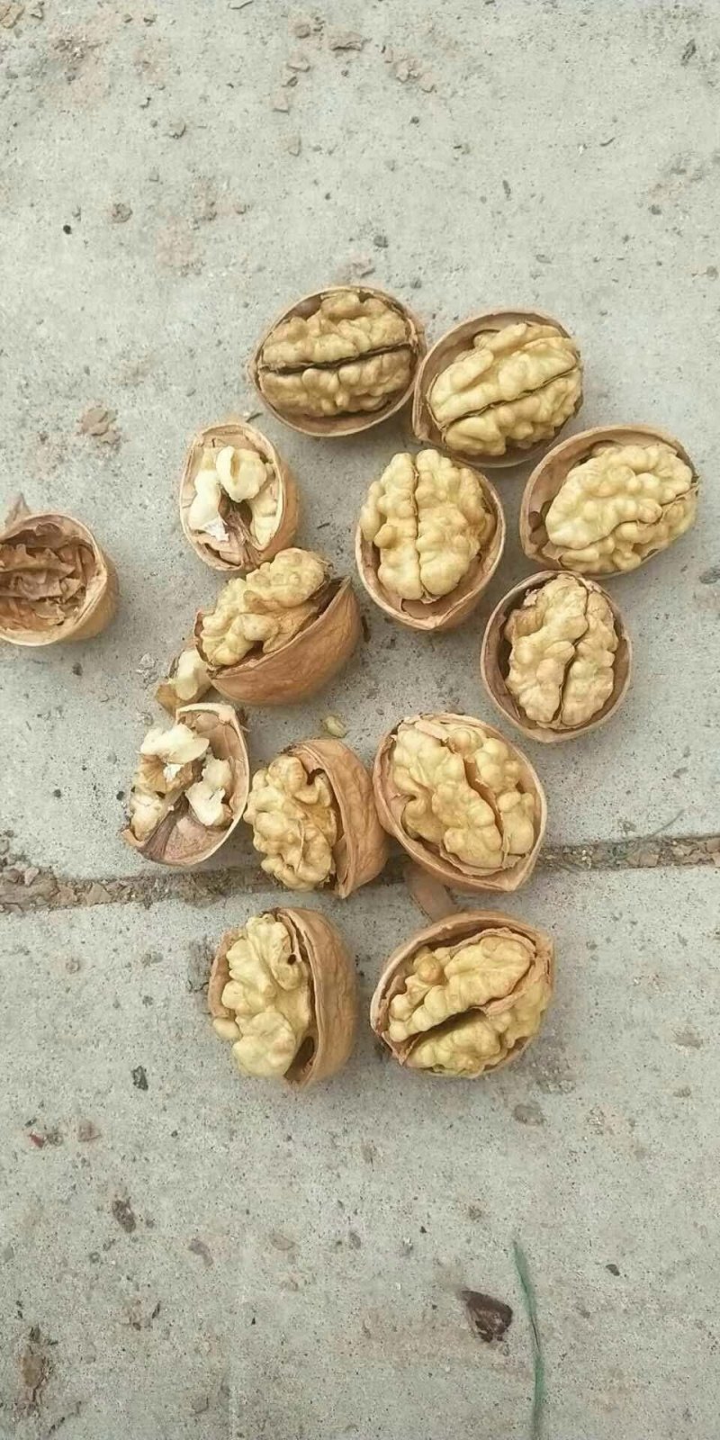 新疆185纸皮核桃是市面上皮最薄的！皮薄如纸，所以称之