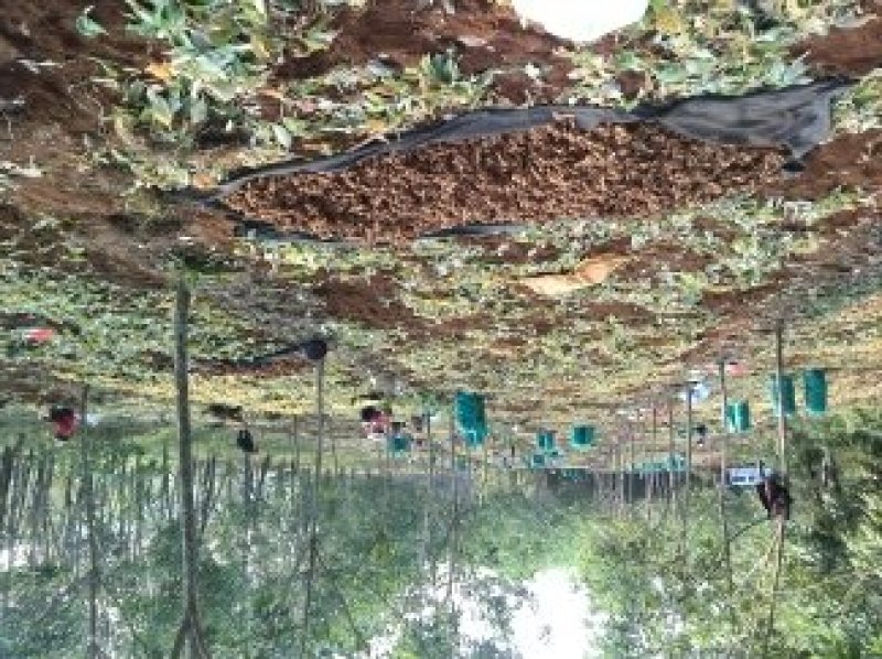 琼台福地火山产品:椰乡红牌沙姜，是健康长寿的食用佳品。