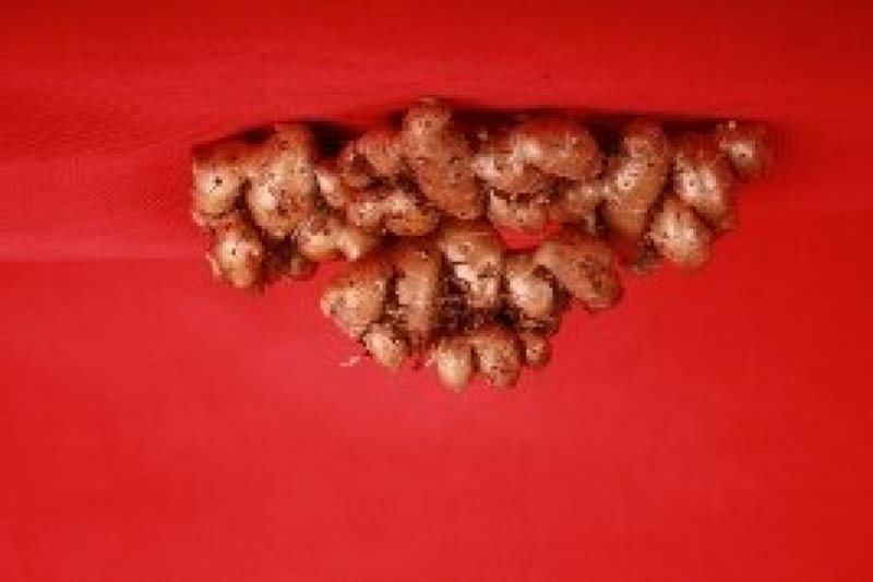琼台福地火山产品:椰乡红牌沙姜，是健康长寿的食用佳品。
